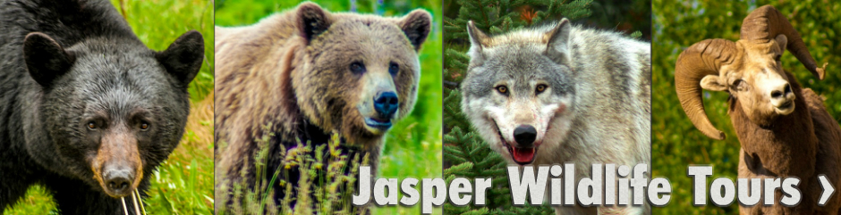 Jasper Wildlife Tours